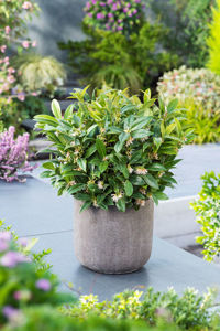 Picture of Sarcococca